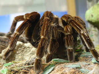 Animals