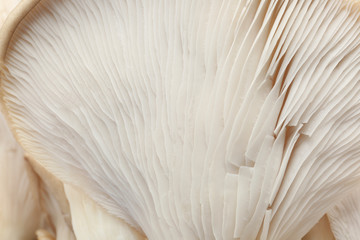 Fresh mushroom, closeup