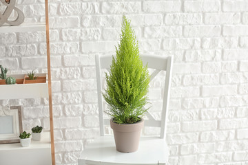Pot with thuya tree on chair near white brick wall