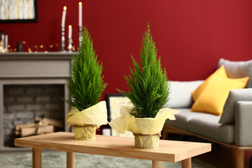 Pots with thuya trees on wooden table in room