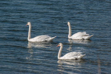 Obraz premium swans on a lake