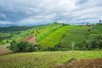 Corn farm plantation on hill landscape with Mountain View background