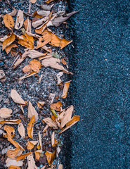 Dried leaf on ground with  asphalt road beside