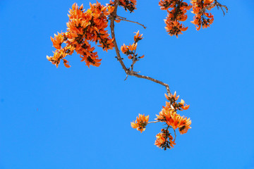 Bastard teak in Thailand