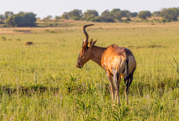 Naklejka premium Red Hartebeest grazes in the southern African wilderness image with copy space in landscape format