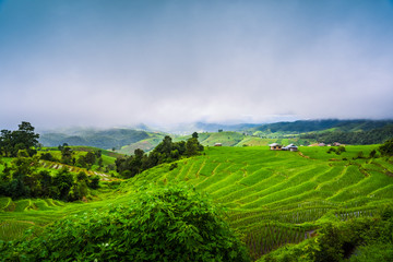 Paddy Rice Field Plantation Landscape with Mountain View Background