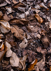 Dried leaf on ground