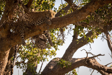 Fototapeta na wymiar Leopard lies on high branch in shade
