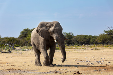African Elephant in Namibia, Africa safari wildlife
