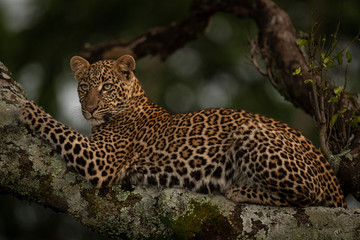 Leopard lies on lichen-covered branch looking left