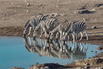 Fototapeta na wymiar zebra reflection in Etosha Namibia wildlife safari