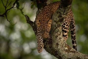 Plakat Leopard prepares to jump from lichen-covered branch