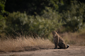 Leopard sits near long grass facing camera