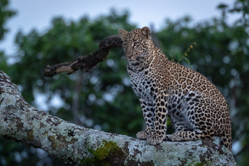 Leopard sits on branch covered in lichen