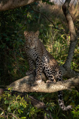 Leopard sits on branch in dappled sunshine