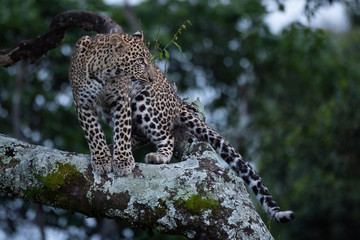 Leopard sits on branches covered in lichen
