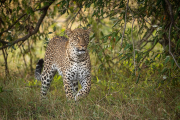 Leopard walking among trees through long grass