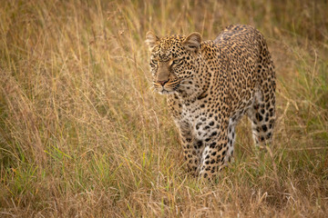 Leopard stands looking ahead in long grass