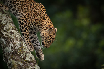 Leopard walking down branch covered in lichen