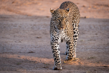Leopard walking over savannah in golden light