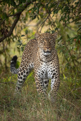 Leopard walking through long grass towards camera