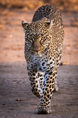 Leopard walking on savannah in golden light