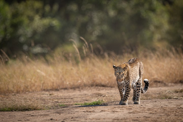 Leopard walking past long grass in savannah