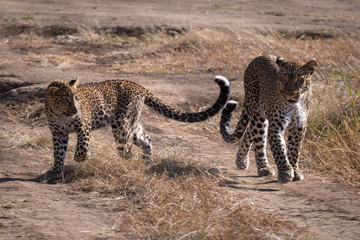Fototapeta na wymiar Leopard walks beside cub over sandy ground