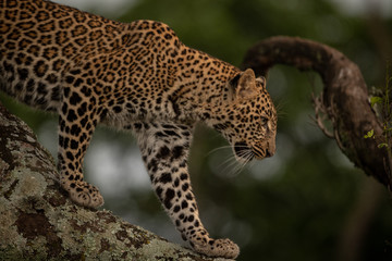 Leopard walks down branch covered in lichen