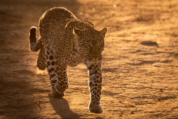 Leopard walks on savannah in golden light