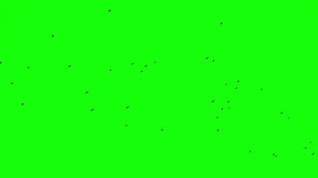 Chroma key birds crow flok in skyes alpha channel bottom view