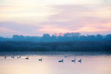Naklejka premium Swans swim gracefully on the surface of the lake