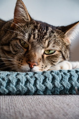 cat lying on a bed