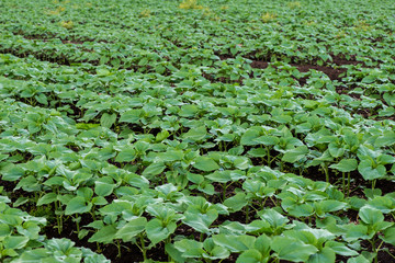 Rows of young sunflower plants on the field early in the spring