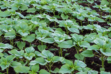 Rows of young sunflower plants on the field early in the spring