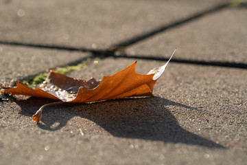 Fototapeta na wymiar A yellow leaf on the sidewalk