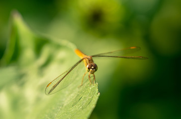 Fototapeta premium ważka na liściach