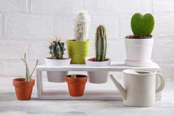 Collection of different cactus and succulent plants on white.