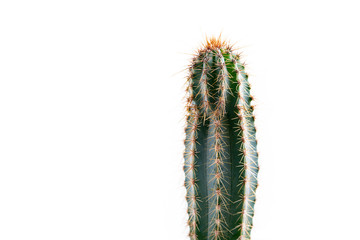 Cactus isolated on white background.