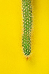 Cactus on yellow background.