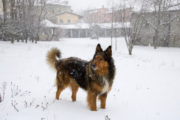 beautiful brown collie standing in the snow during a snowfall