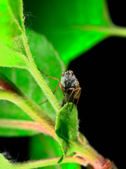 Fly insects, the stolen fly