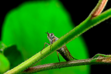 Fly insects, the stolen fly