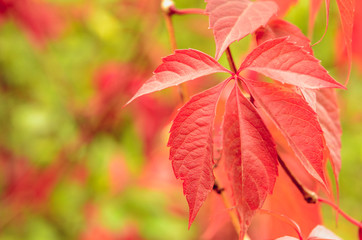 bright colors of autumn