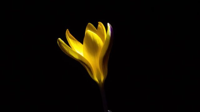 yellow petals of flower blossom on black background Timelapse video