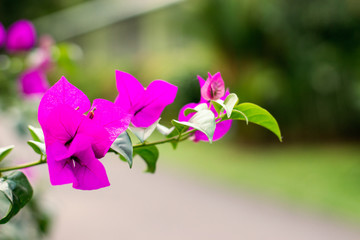 Bougainvillea flowers on a branch close up 