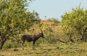 A blesbuck takes shelter from the harsh African mid-day sun image in landscape format with copy space