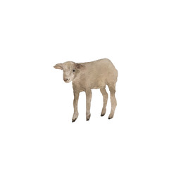Watercolor white sheep lamb isolation on white background.