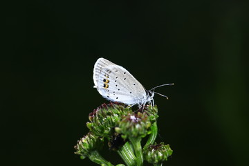 The butterfly close-up