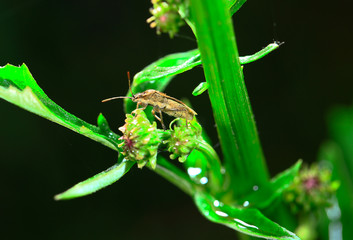 Bugs families and insects